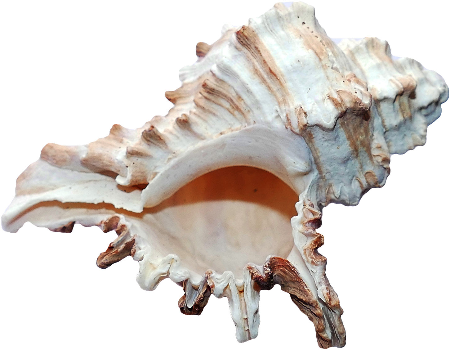 Scallop Sea Shell Png Transparent Image - Ocean Shell (1582x1280), Png Download