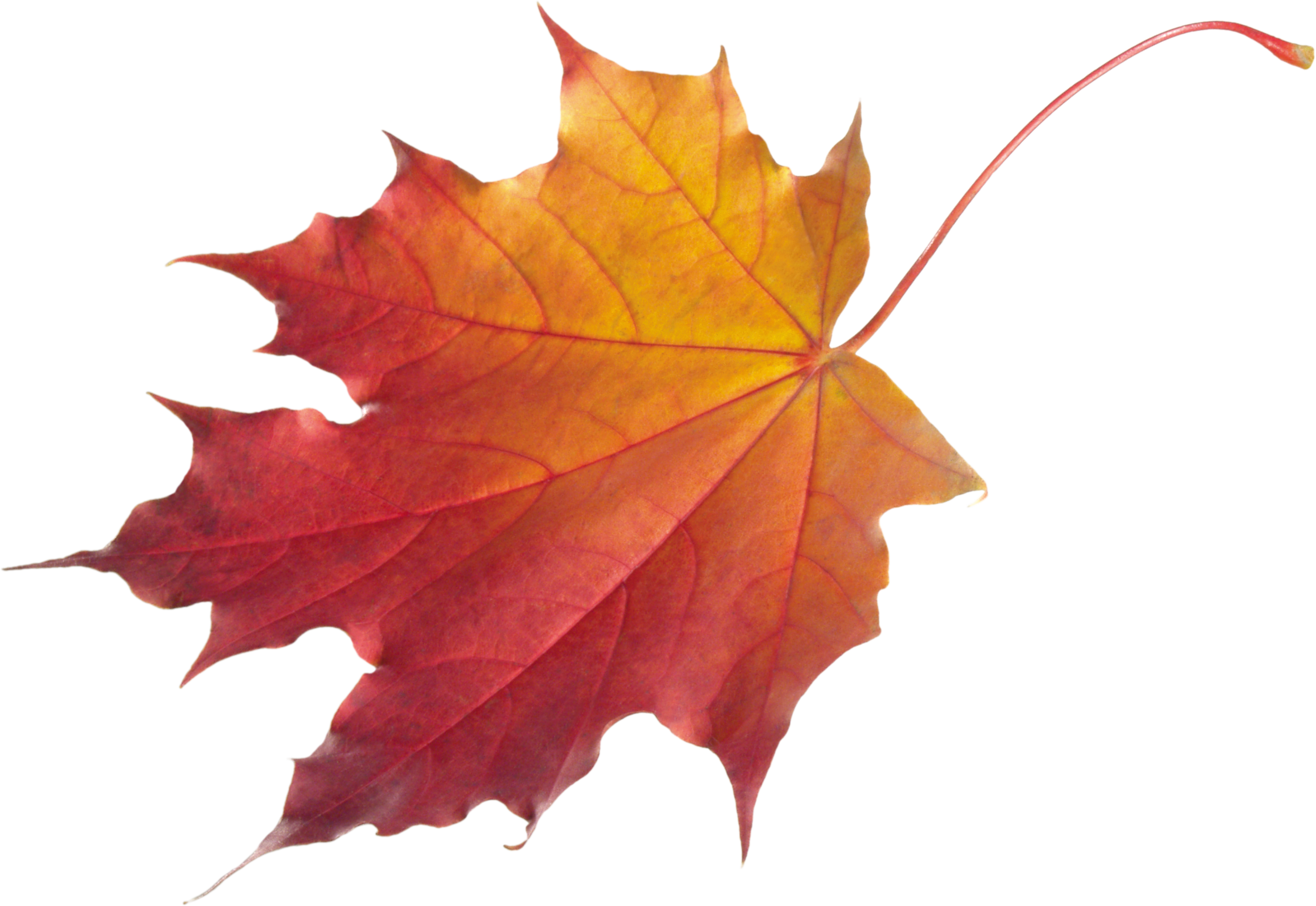 Free Png Autumn Leaves Png Images Transparent - Falling Maple Leaf Png (850x586), Png Download