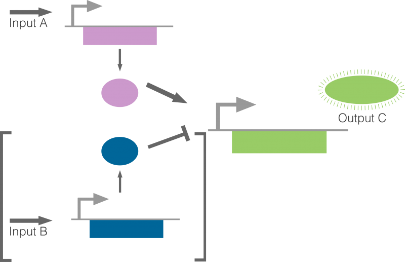 Transcriptional-based Regulation Can Result In Several - Diagram (800x517), Png Download