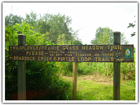 Prairie Grass Meadow Trail - Meadow (463x347), Png Download