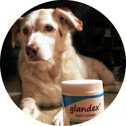 Barney Glandex Pet Of The Month October - Companion Dog (480x480), Png Download