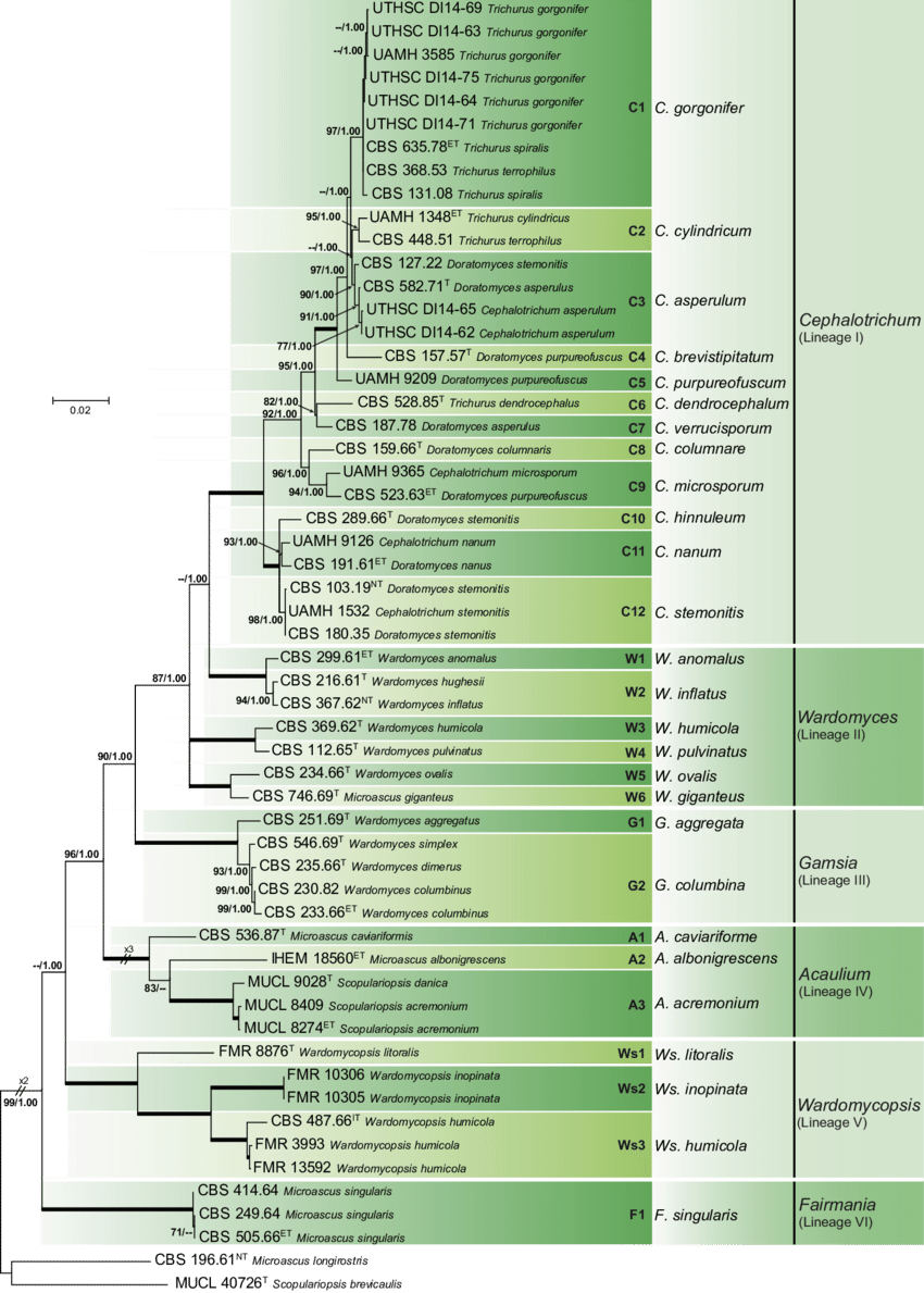 Maximum Likelihood Tree Obtained From The Combined - Microascaceae (850x1189), Png Download