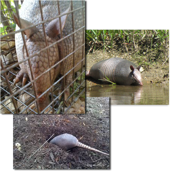 Armadillo Removal Has Become A Very Common Wildlife - Armadillo (600x600), Png Download