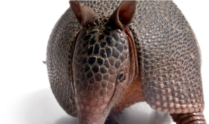 Armadillos - Armadillos And Yellow Lines: Essays From The Huffington (800x400), Png Download