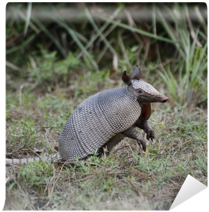 Armadillo (400x400), Png Download