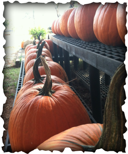 ~real Pumpkin Patch ~cotton Patch ~corn Bins ~hay Bale - German Shepherd (409x490), Png Download