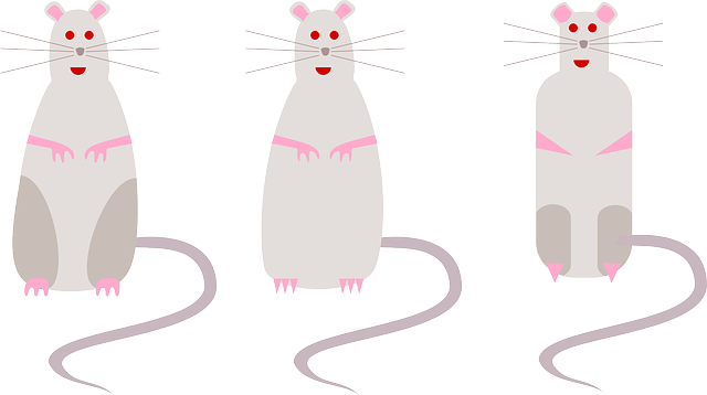 Rats, Tails, Animals, Rodents, Gnawer, Three, Cute - Rodent (640x358), Png Download