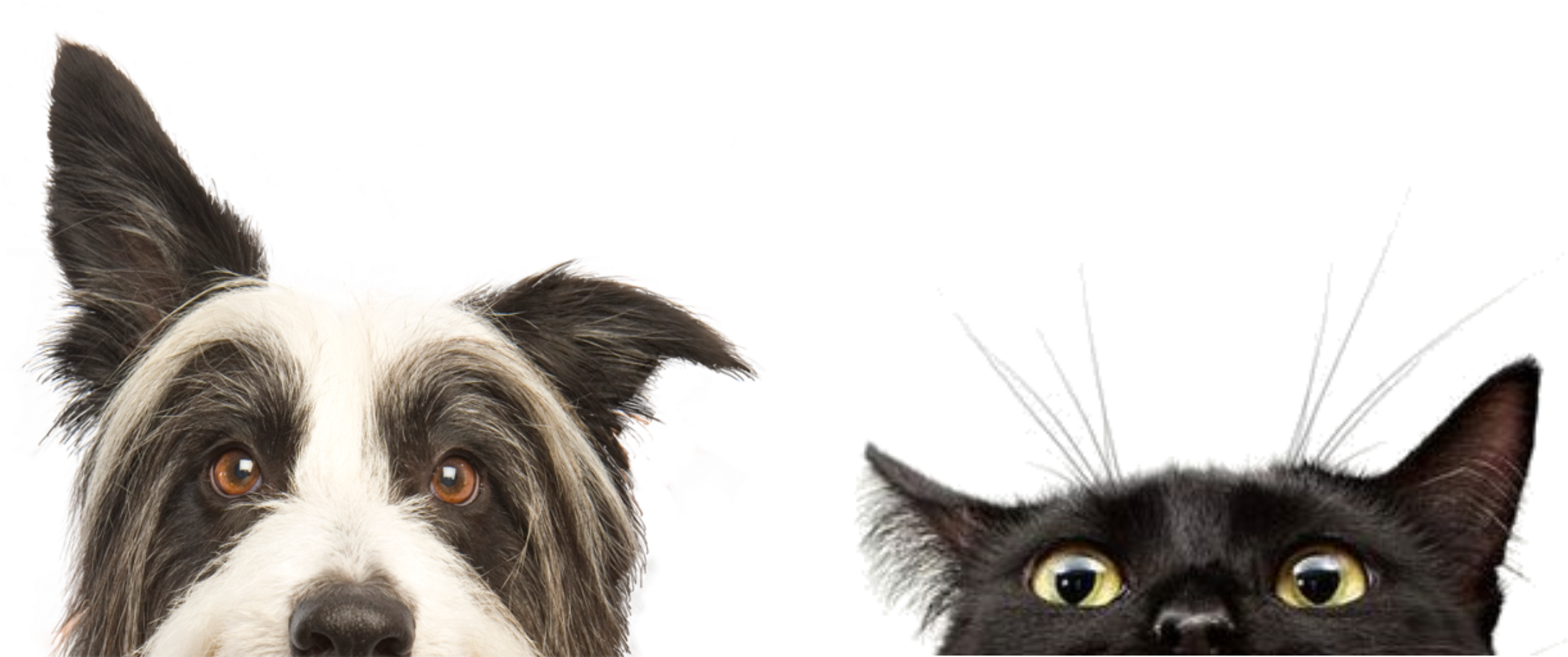 Pdf Q - Perros Y Gatos Png (2229x956), Png Download