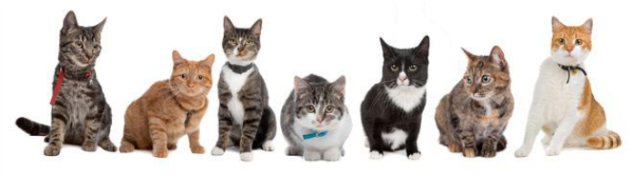 Cachorros E Gatos Png - Gatos E Cachorros Png (632x274), Png Download