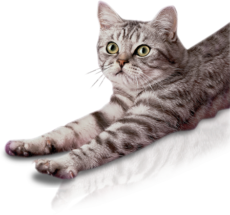 Main-foto - Gato Whiskas Png (448x450), Png Download