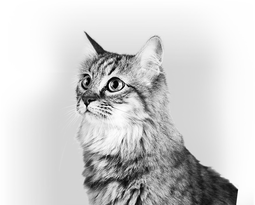 Descurbí Toda La Línea De Balanced Seco - Domestic Long-haired Cat (874x702), Png Download