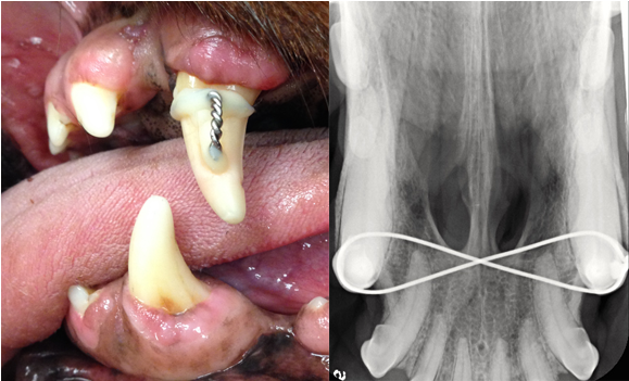 Left To Right - Human Tooth (800x350), Png Download