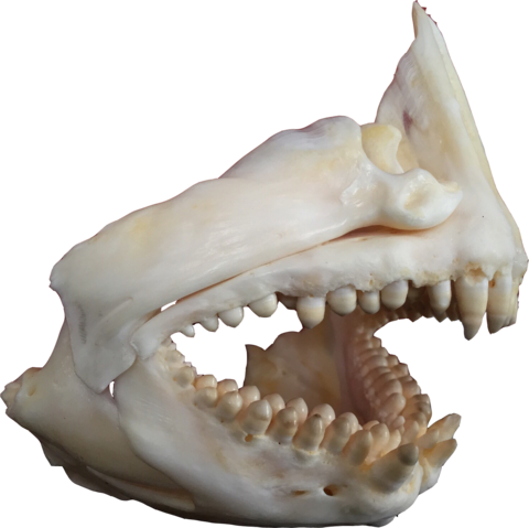 Brent Was Pretty Excited About Fishing The Area Of - Fang (480x479), Png Download