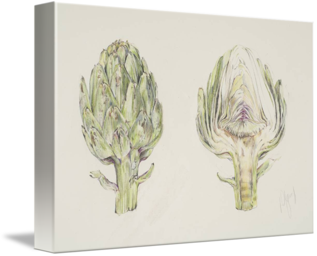 Picture Stock Study By Deborah Young - Artichoke Drawing (650x526), Png Download