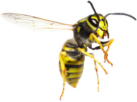 Homemade Repellents: Safe Organic Repellents To Keep (550x367), Png Download