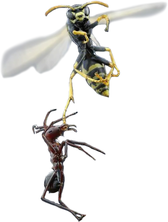 Animalant And Wasp - Ant And Wasp (720x1052), Png Download