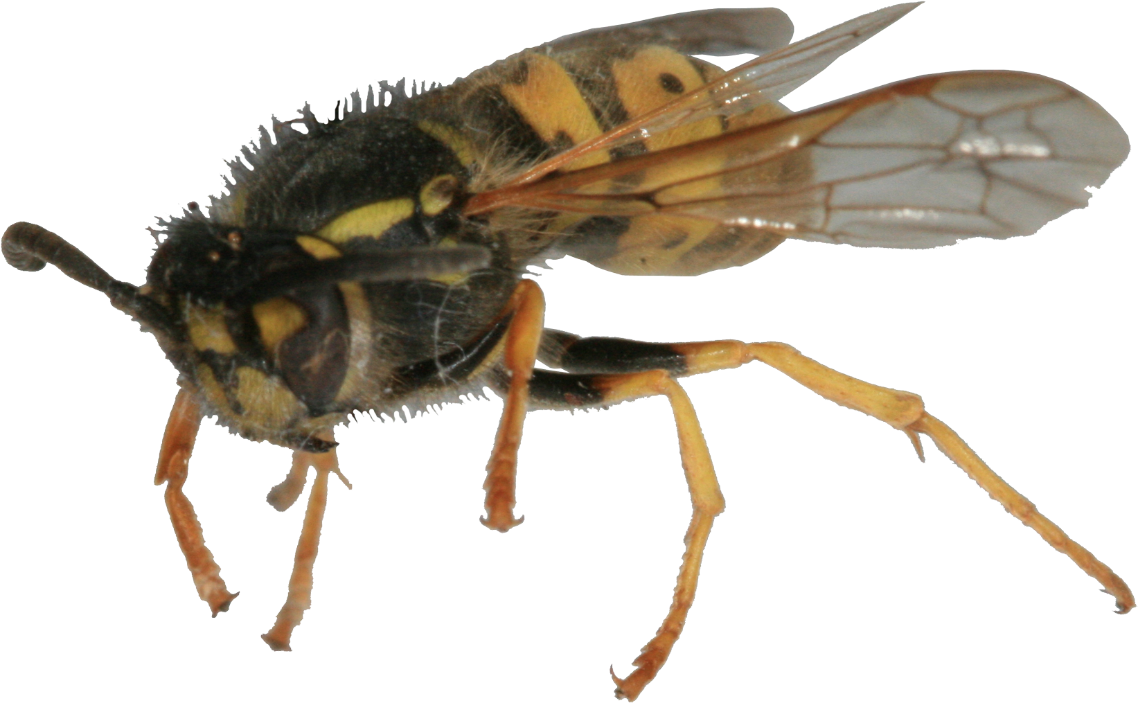 Canning Fruit Or Tomatoes Always Brings Them Around - Wasp (1800x1130), Png Download