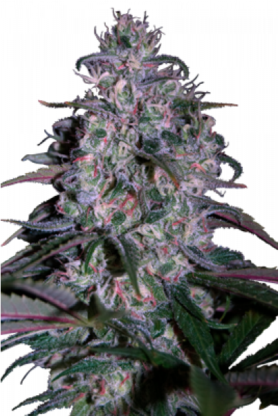 Alakazam Marihuana (600x600), Png Download