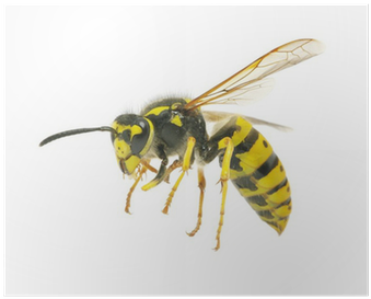 Wasp Flying (400x400), Png Download