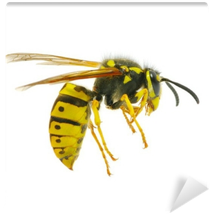 Yellow Jacket Bee Png (400x400), Png Download