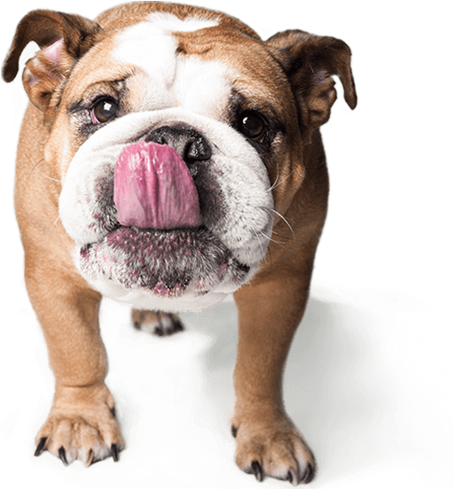 Choosing To Neuter Or Spay Your Pet Exhibits Many Benefits - Dog Pet Png (539x583), Png Download