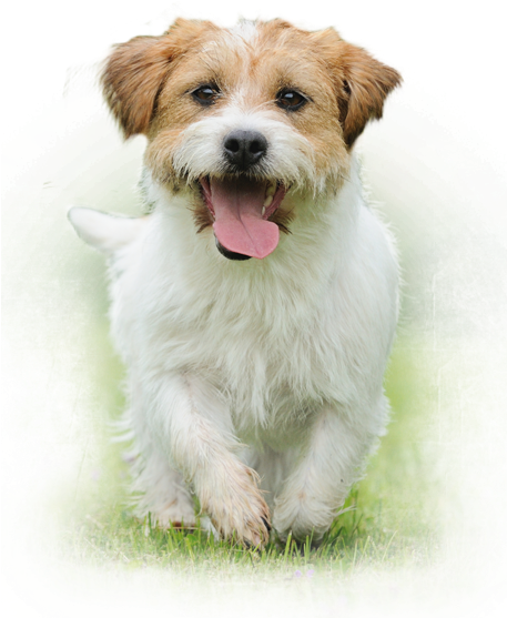 Our Customers Are Important To Us And We Would Like - Top Dog: How To Have Fun With Your Bff (best Furry (456x580), Png Download