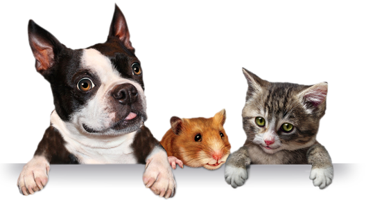 Banner Shadow - Pets Png (528x289), Png Download