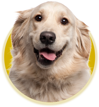 Family Owned And Operated, We Have Been Feeding Your - Almofada Pet Golden Retriever (338x430), Png Download