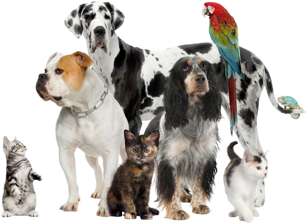 Pets - Pets In A Group (1080x1080), Png Download
