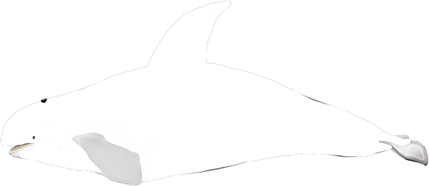 White Orca - Thought (900x396), Png Download
