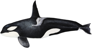 Orca - Orcinus Orca - Killer Whale (630x206), Png Download