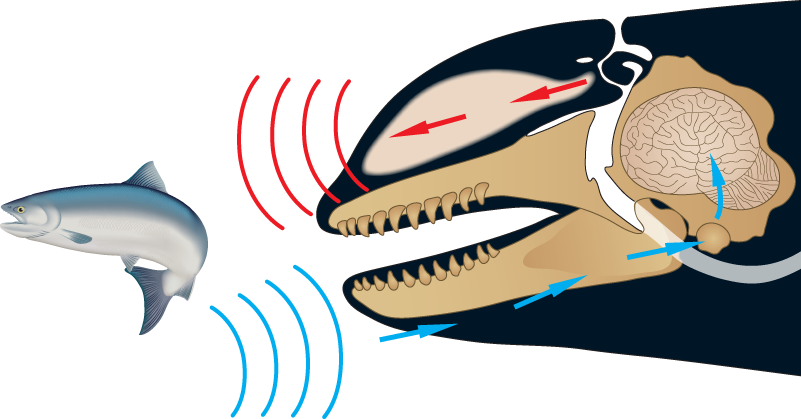 Whales Echolocation (801x419), Png Download