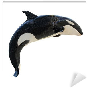 Leaping Killer Whale, Orcinus Orca Wall Mural • Pixers® - Poster: Mhprice's Leaping Killerwhale, Orcinus Orca, (400x400), Png Download