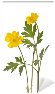 Smörblomma (400x400), Png Download