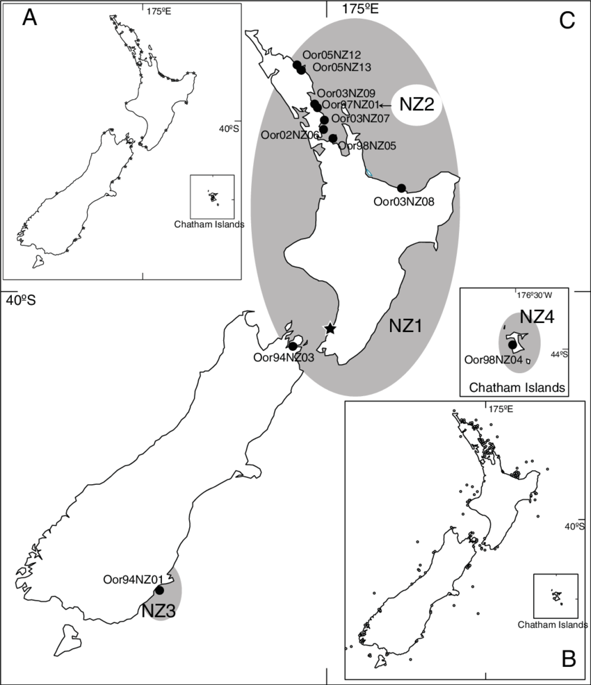 The Distribution Of Killer Whales Around New Zealand - Killer Whale (850x986), Png Download