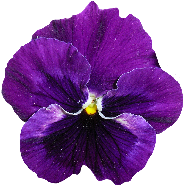 Viola Fiore Png - Ultra Violet Bloemen (714x720), Png Download