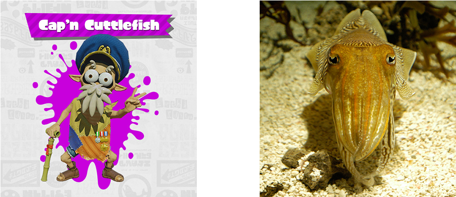 Capn - Animals Camouflage Facts (1200x400), Png Download