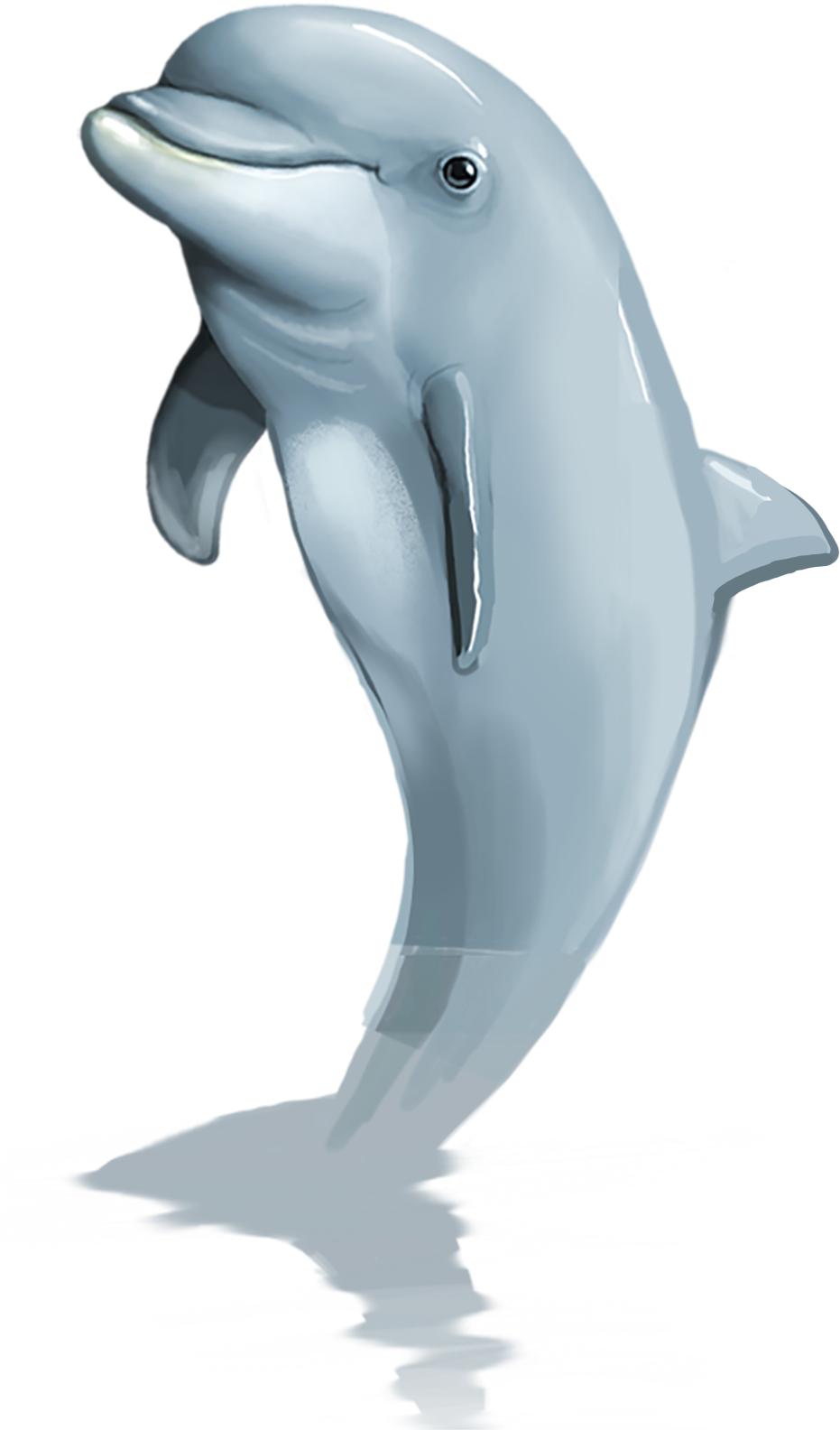 Dolphins Of The Caribbean - Golfinho Png (972x2152), Png Download
