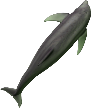 71k Dolphin38 Kpl - Blue Whale (558x583), Png Download
