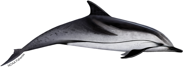 Striped Dolphin - Clymene Dolphin (640x427), Png Download