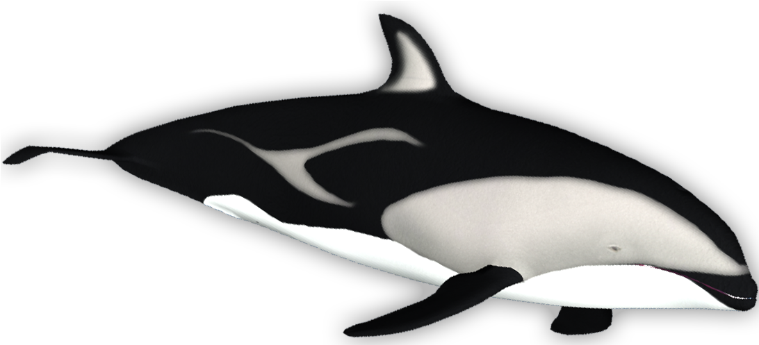 Dusky Dolphin - Killer Whale (1091x1091), Png Download