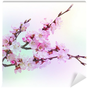 Spring Flowering With Apricot Branch On Colorful Blurred - Armenian Plum (400x400), Png Download