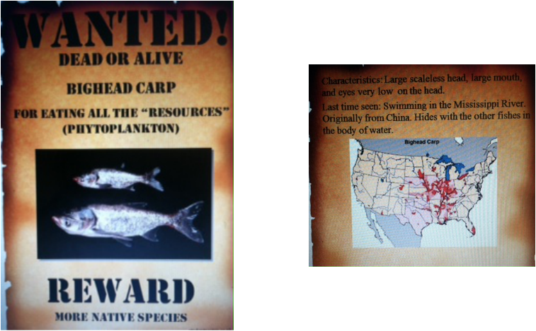 Bighead Carp Was Introduced Into The United States - Asian Carp Most Wanted Poster (757x468), Png Download