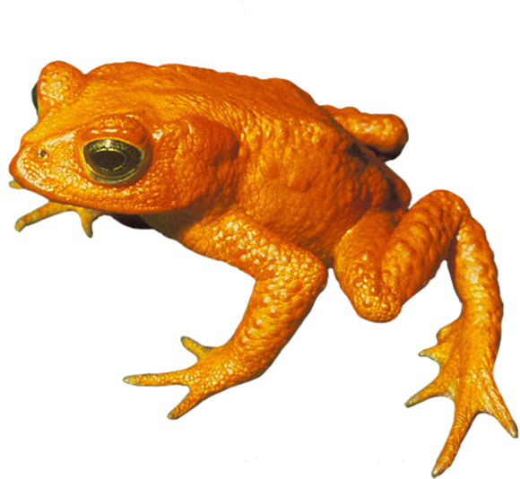 Golden Toad Png, Toad Clip Art Png - Golden Toad Transparent Background (650x566), Png Download