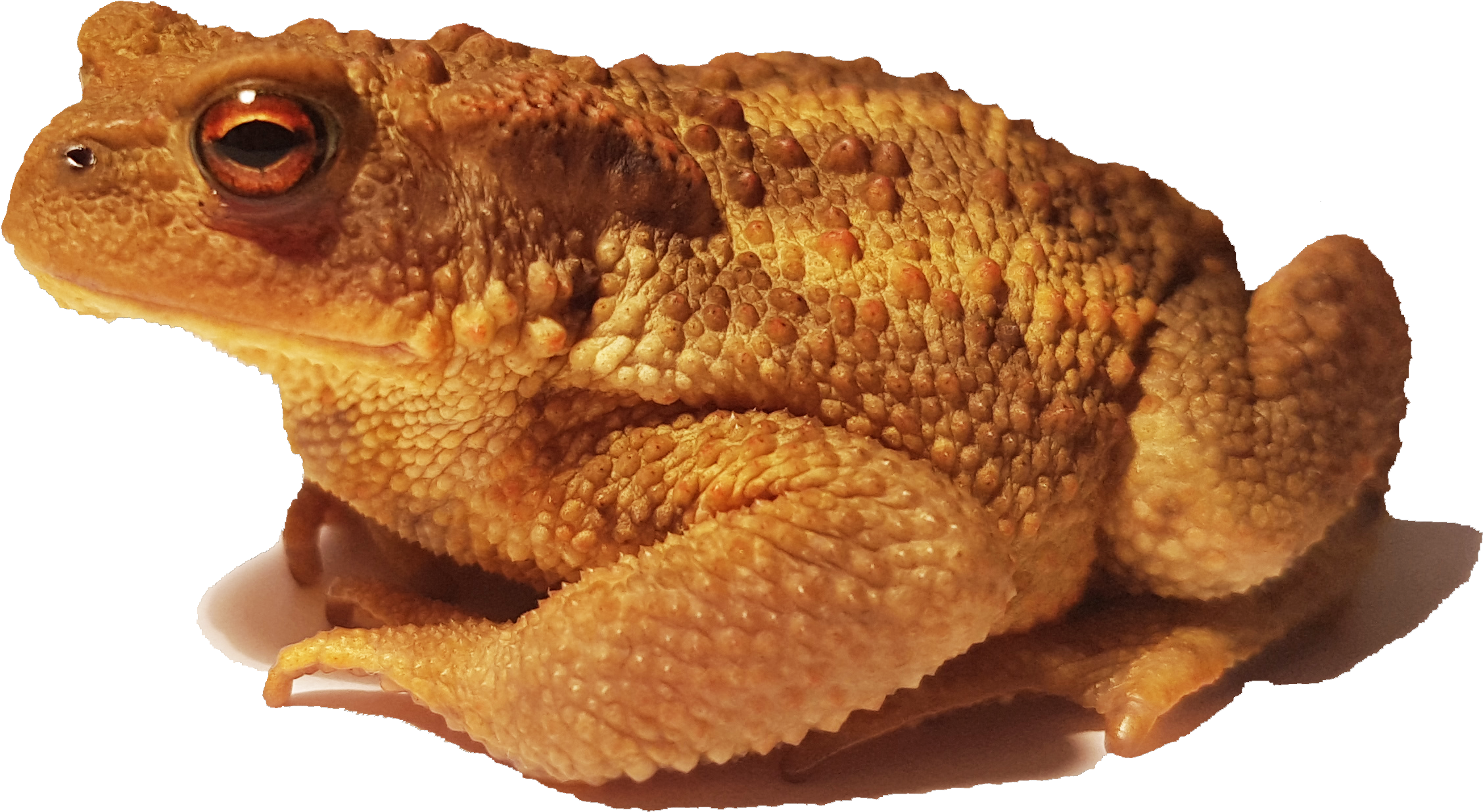Bufo Bufo Spinosus 2 - Bufo Spinosus (2664x1680), Png Download