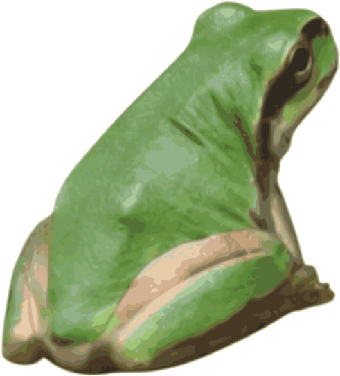 American Bullfrog Tree Frog True Frog Toad - Clip Art (750x750), Png Download