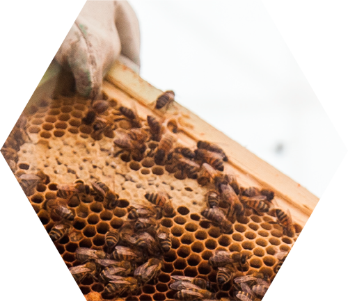 Bee World - Honeybee (500x433), Png Download