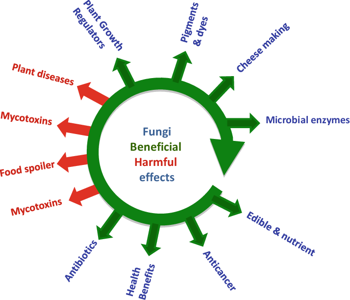 Beneficial And Harmful Effects Of Fungi - Cellular Respiration Simple Diagram (714x611), Png Download