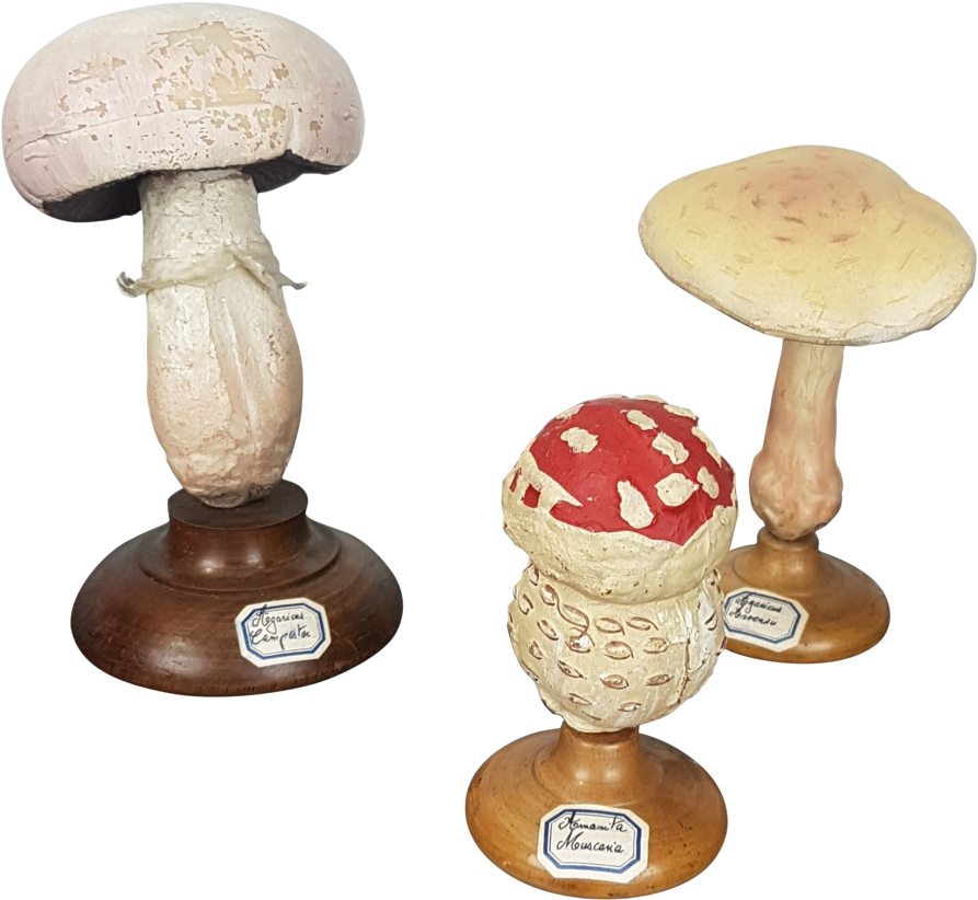 Three Fungi Sculptures - Shiitake (1024x965), Png Download