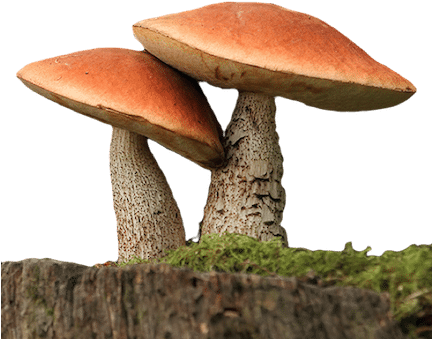 Fungi Transparent (431x350), Png Download